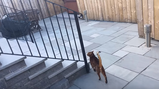 飼主さんの帰りを門で待っていてくれる忠猫トント8