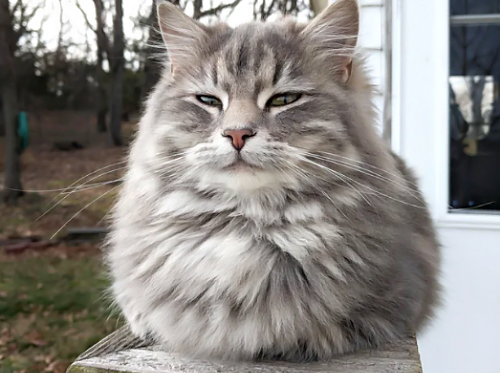 「う~、今日は寒いな~」寒くて丸まっているもふもふな猫