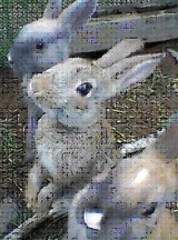 うさぎ
