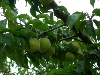 2010ǯÇߤ⤮ 003