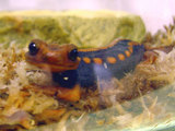 pet78