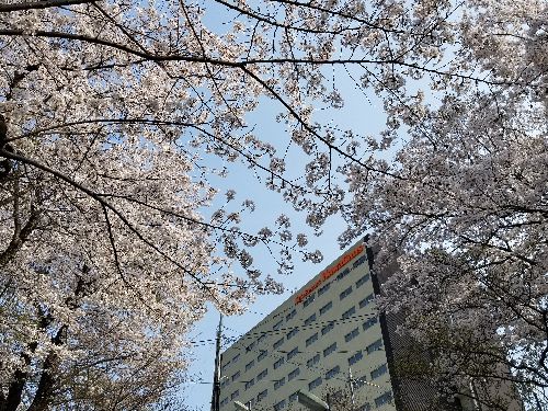 さくら2018-1