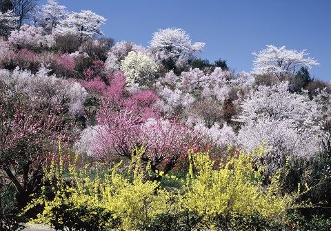 花見山13