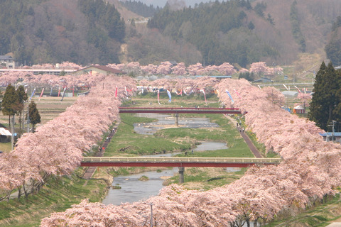 夏井川千本桜01