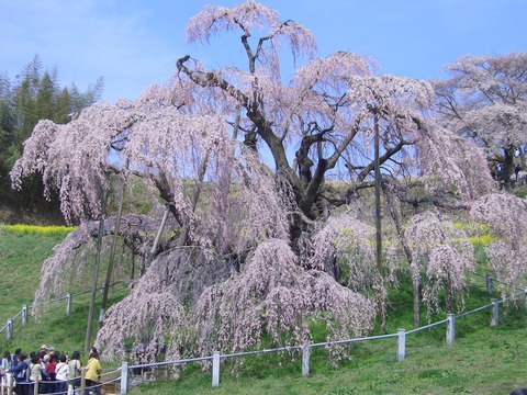 三春滝桜1