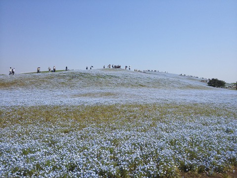2014,5,7ネモフィラ