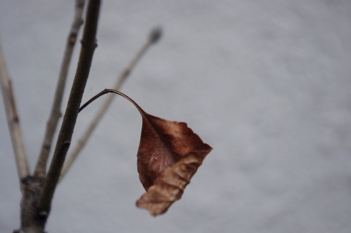 IMGP6527 (800x531)