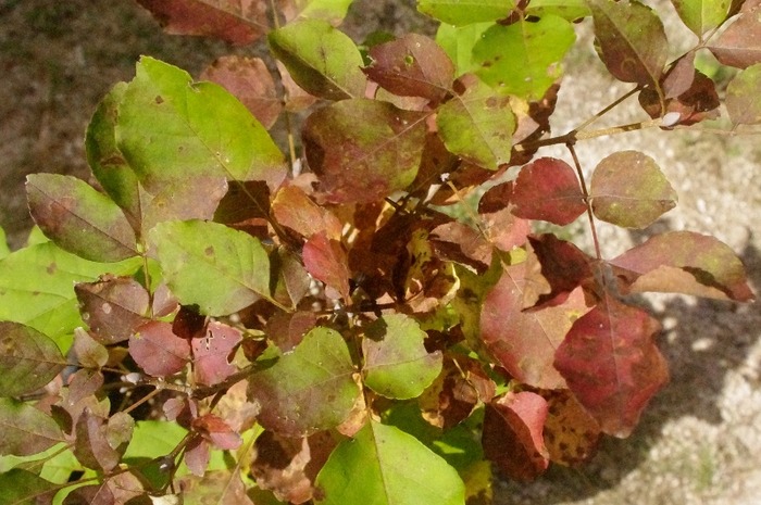 IMGP2363 (800x531)