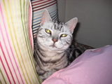 mimi 001