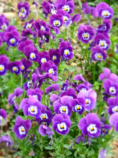 4-28-35