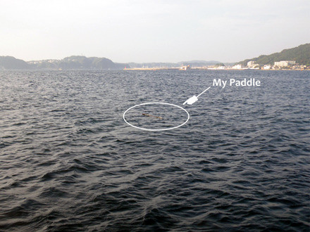 paddle01