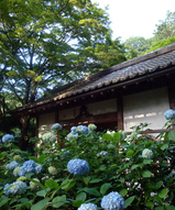 紫陽花