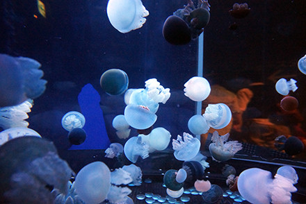 jellyfish03
