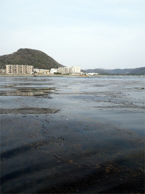 samejima02