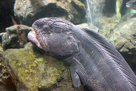 bering-wolffish