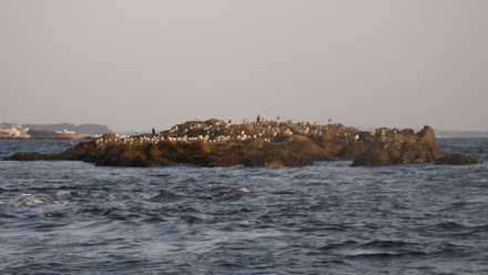 seagull