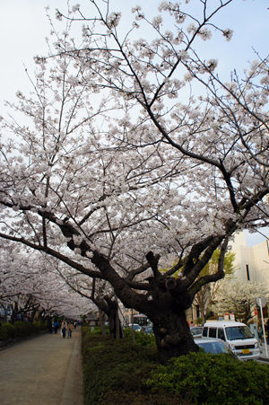 sakura04