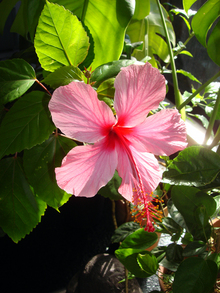 hibiscus