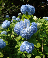 紫陽花