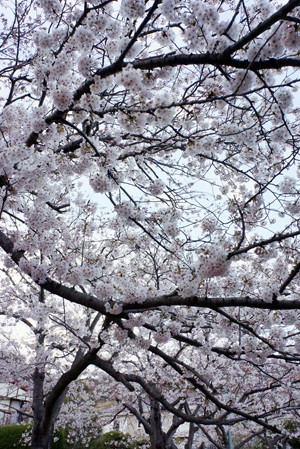 sakura