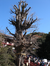 鶴岡八幡宮01