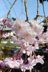 sakura