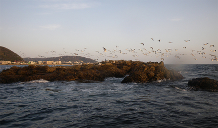 seagull