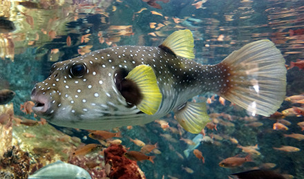 fugu