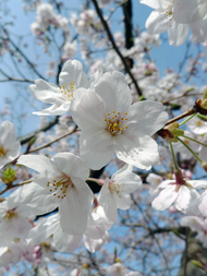 sakura