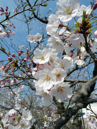 sakura
