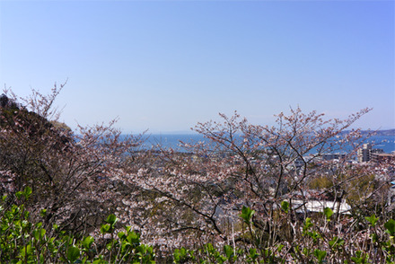 sakura
