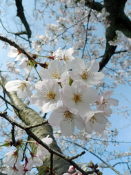 sakura