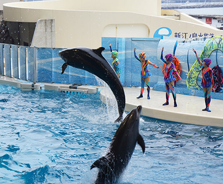 dolphin01