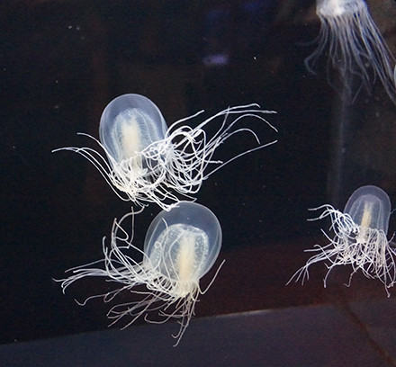 jellyfish04