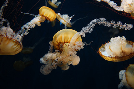 jellyfish