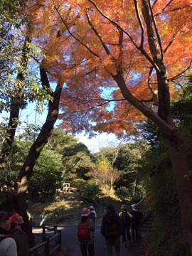⑭紅葉