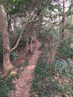⑨きれいな尾根道
