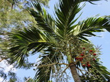 2010-12-04 009