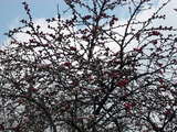 ume