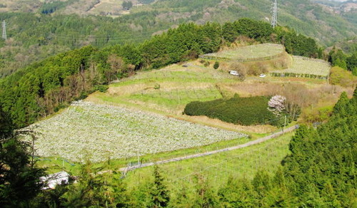 n06