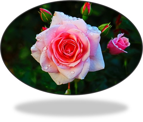 薔薇 2018.7