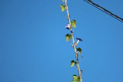 土光敏夫の名言 えんどう豆日記