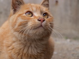 neko3