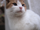neko1