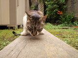 street cats in enoshima2
