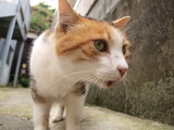 street cats in enoshima3