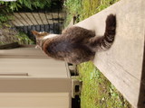 street cats in enoshima1