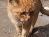 neko2