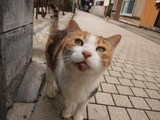 street cats in enoshima4