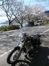 愛車と桜〜♪